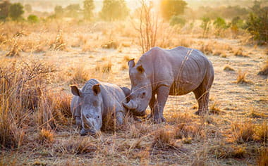 Rhino in Mabula